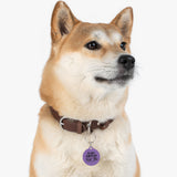 *PURPLE*It's Like I Always Say, Fuck This Pet Tag - Unique Dog & Cat ID Tag